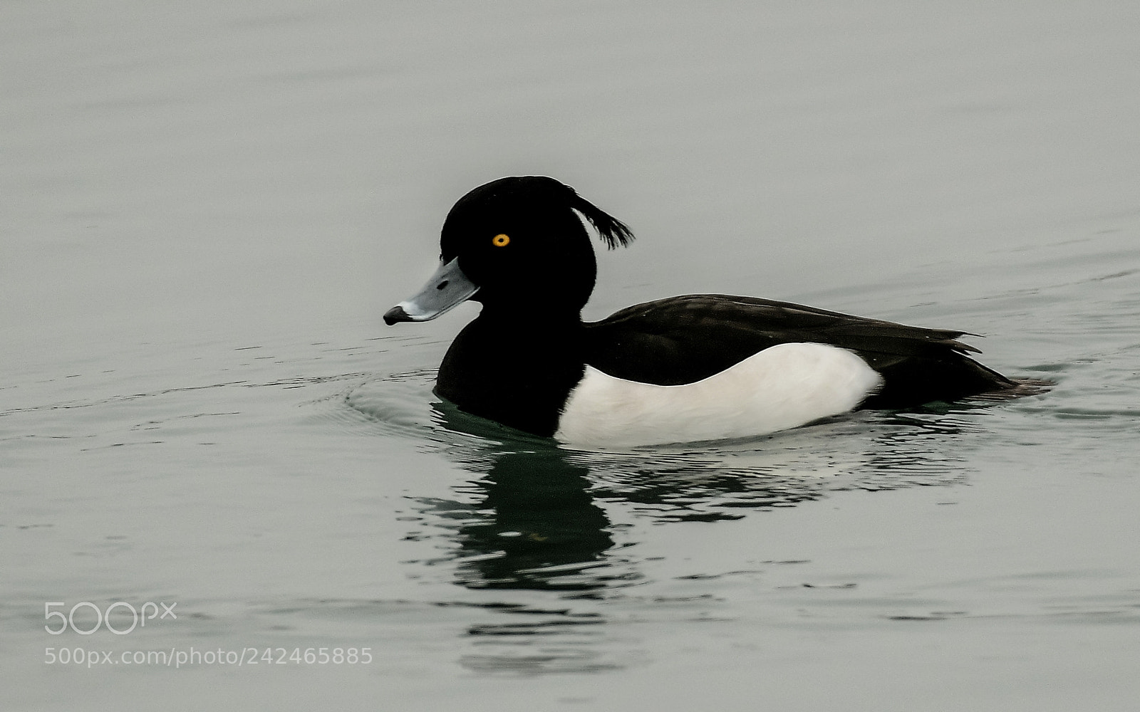 Nikon D500 sample photo. Fuligule morillon photography