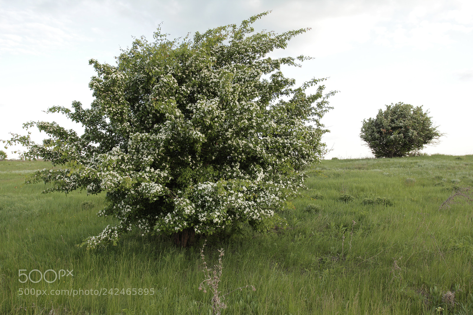 Canon EOS 550D (EOS Rebel T2i / EOS Kiss X4) sample photo. Flowering hawthorn bush in photography