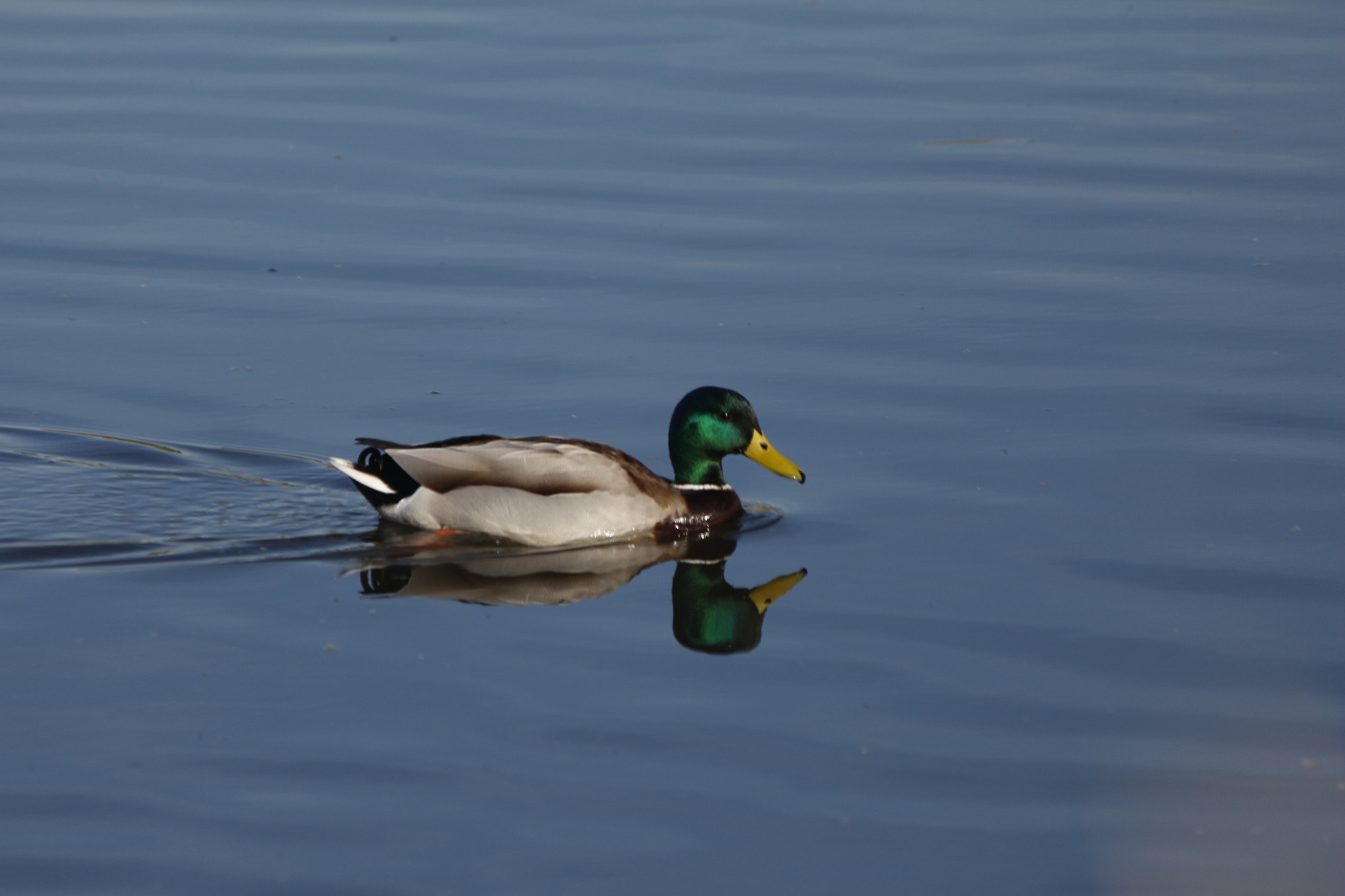 Canon EF-S 55-250mm F4-5.6 IS sample photo. Duck photography