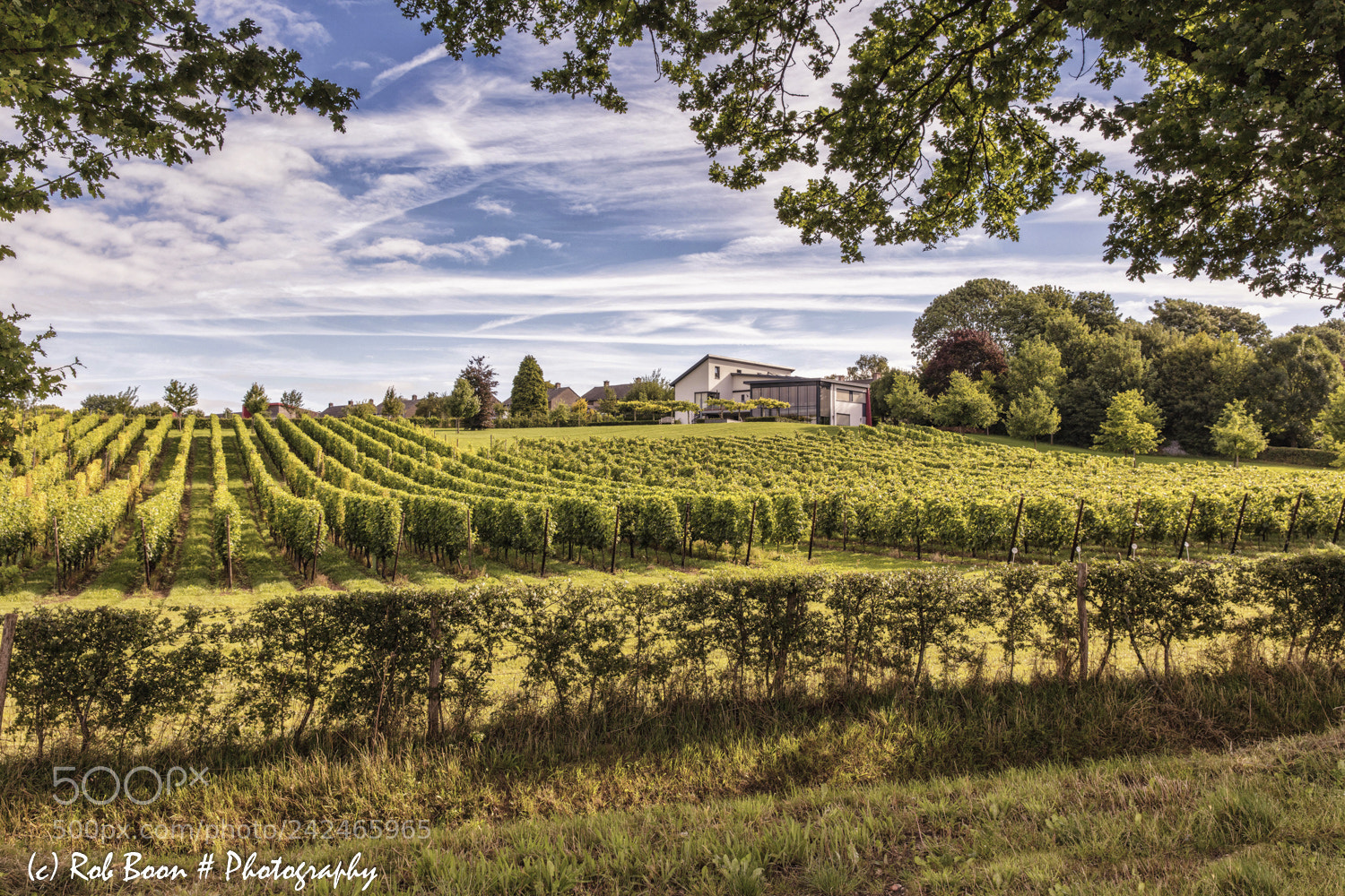 Canon EOS 5DS sample photo. Vineyard @ ubachsberg photography
