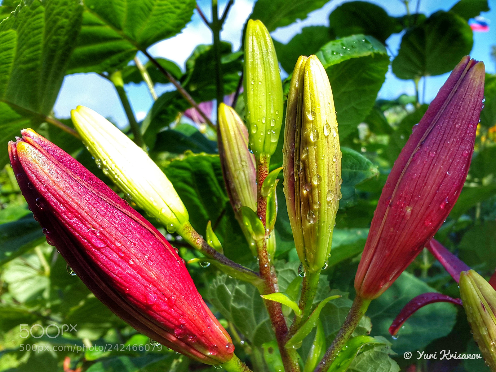 Samsung Galaxy Alpha sample photo. Buds lily after rain photography