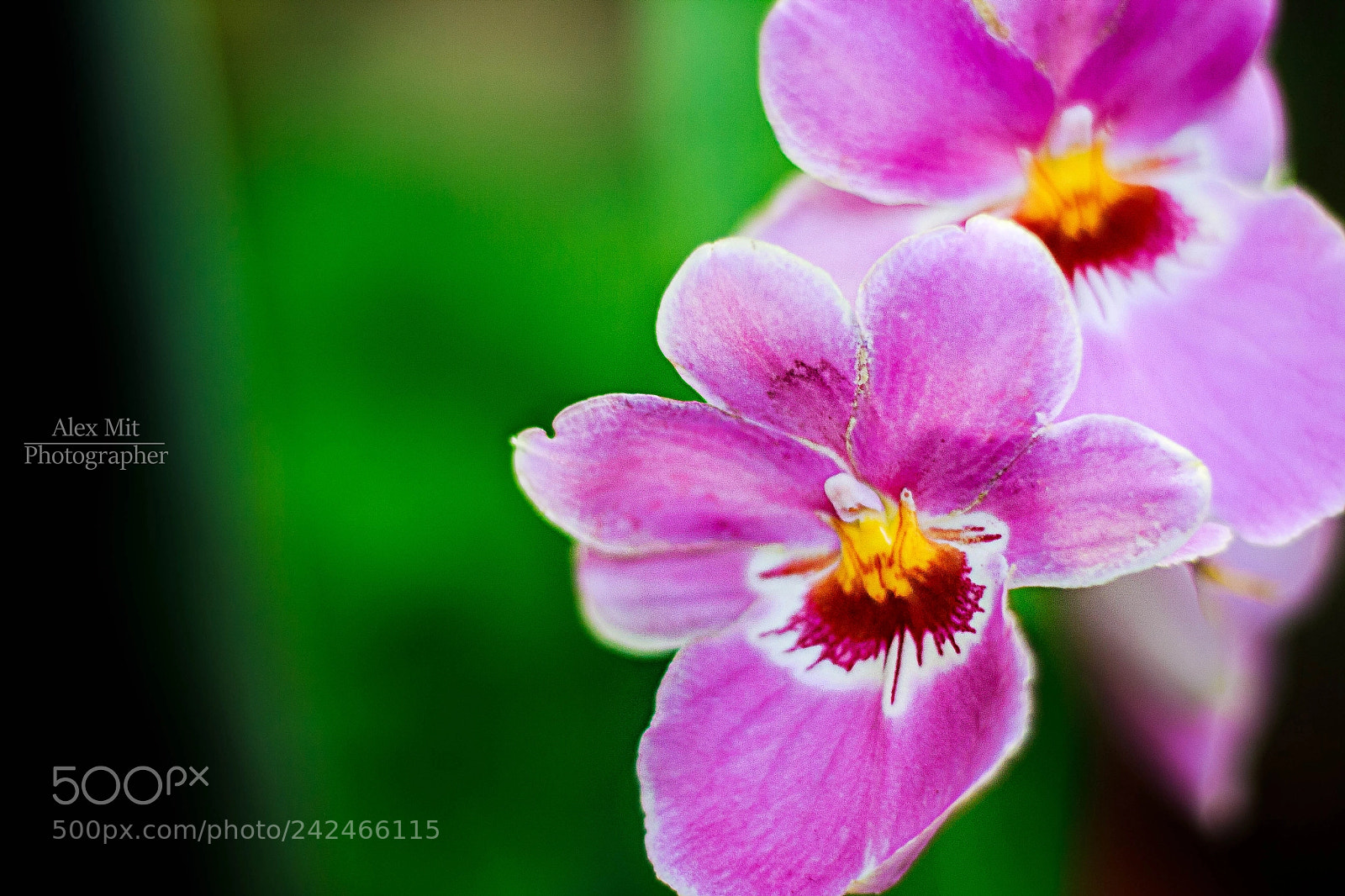 Canon EOS 1000D (EOS Digital Rebel XS / EOS Kiss F) sample photo. Orchid photography
