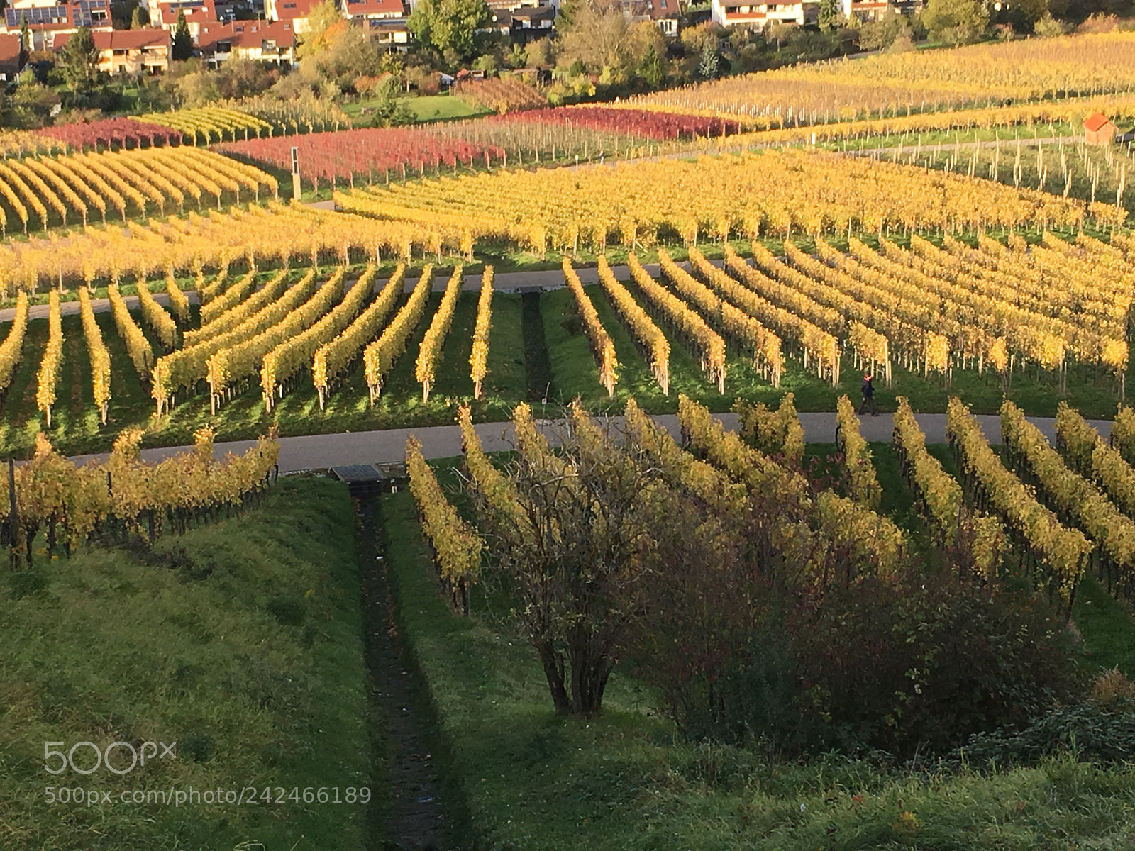 Apple iPhone 6s Plus sample photo. Vineyard photography