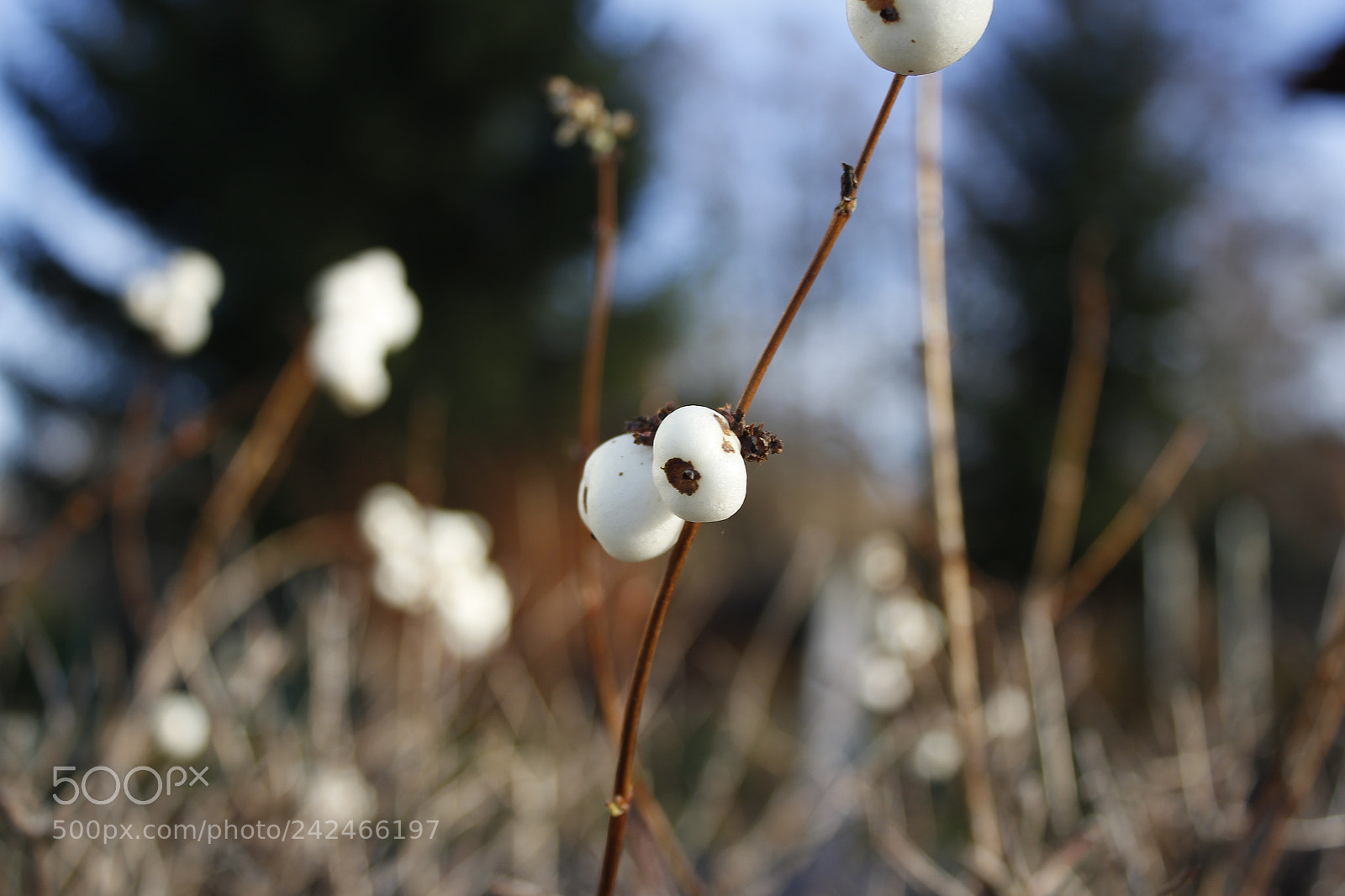 Canon EOS 60D sample photo. Winter photography