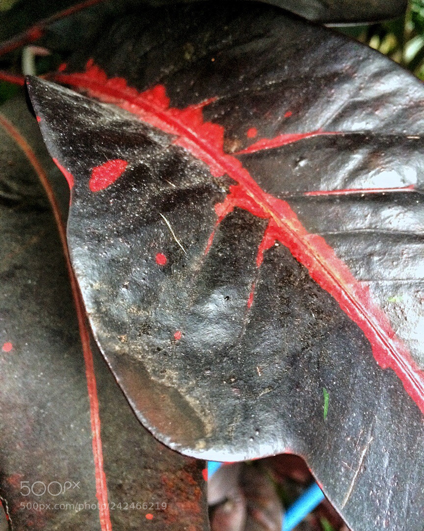 Apple iPhone 5s sample photo. Untitled photography