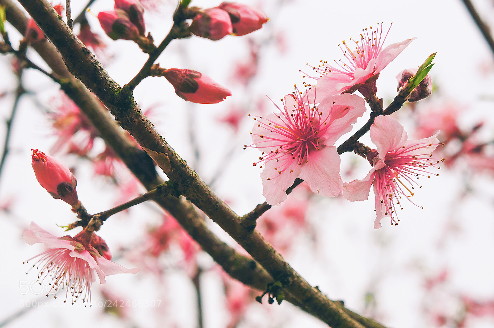 Sony Alpha NEX-5N sample photo. 副本 photography