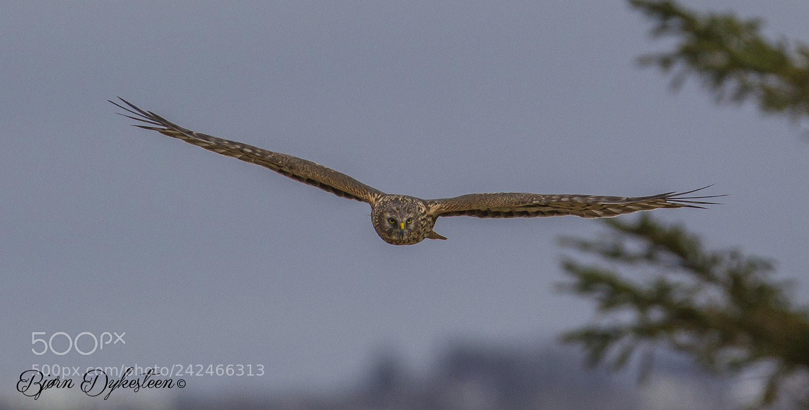 Canon EOS-1D Mark IV sample photo. Hen harriers female in photography