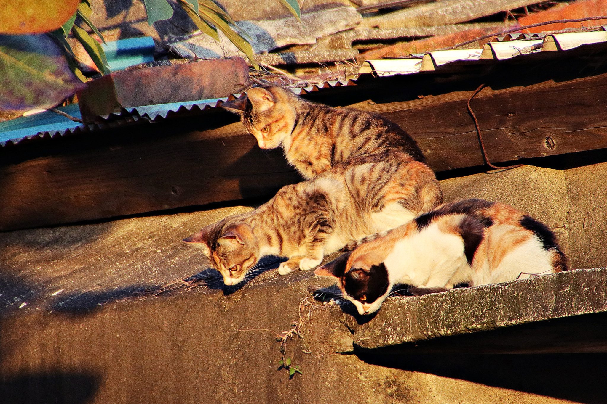 Canon EOS M5 sample photo. Warm sunlight photography