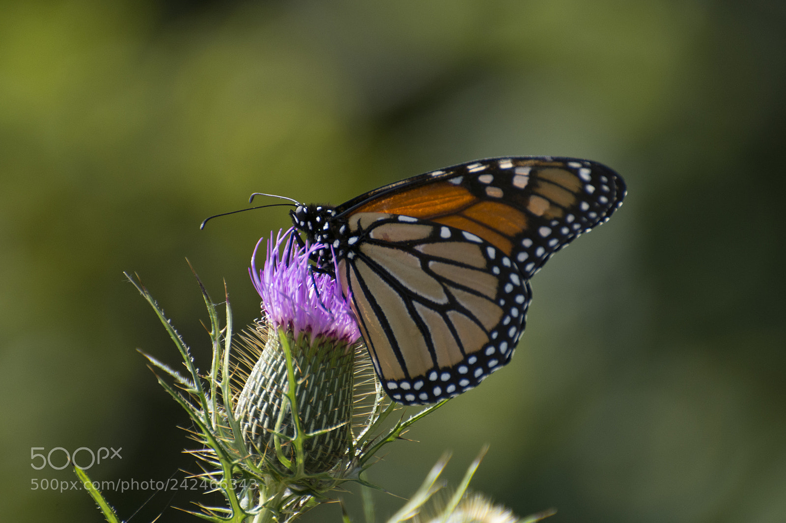 Nikon D7200 sample photo. Butterfly 2017-183 photography