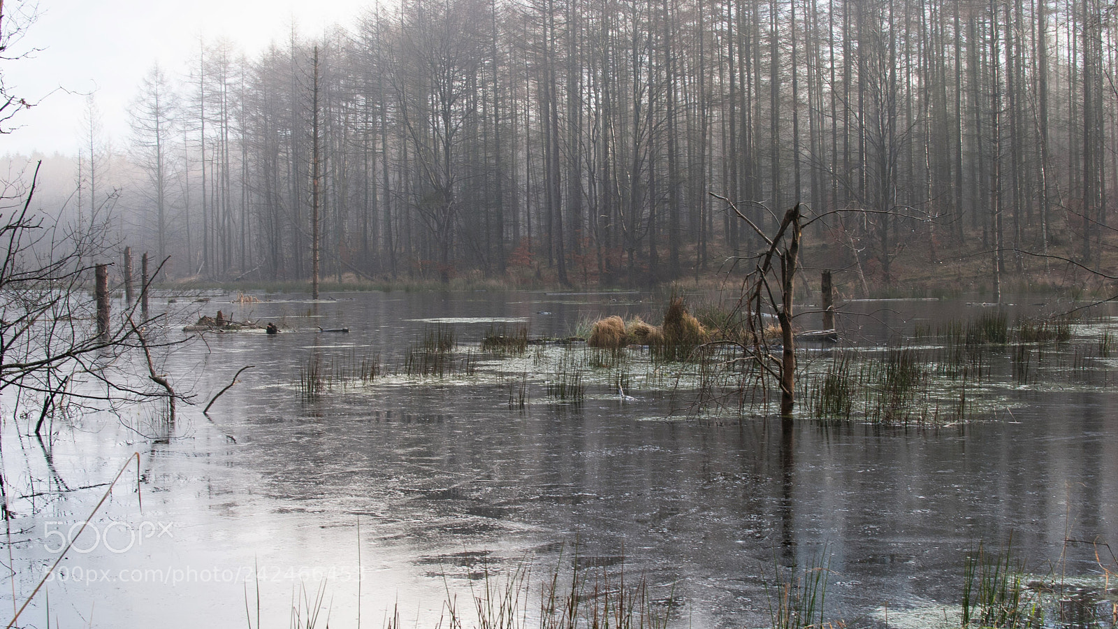 Nikon D3000 sample photo. Morning... photography