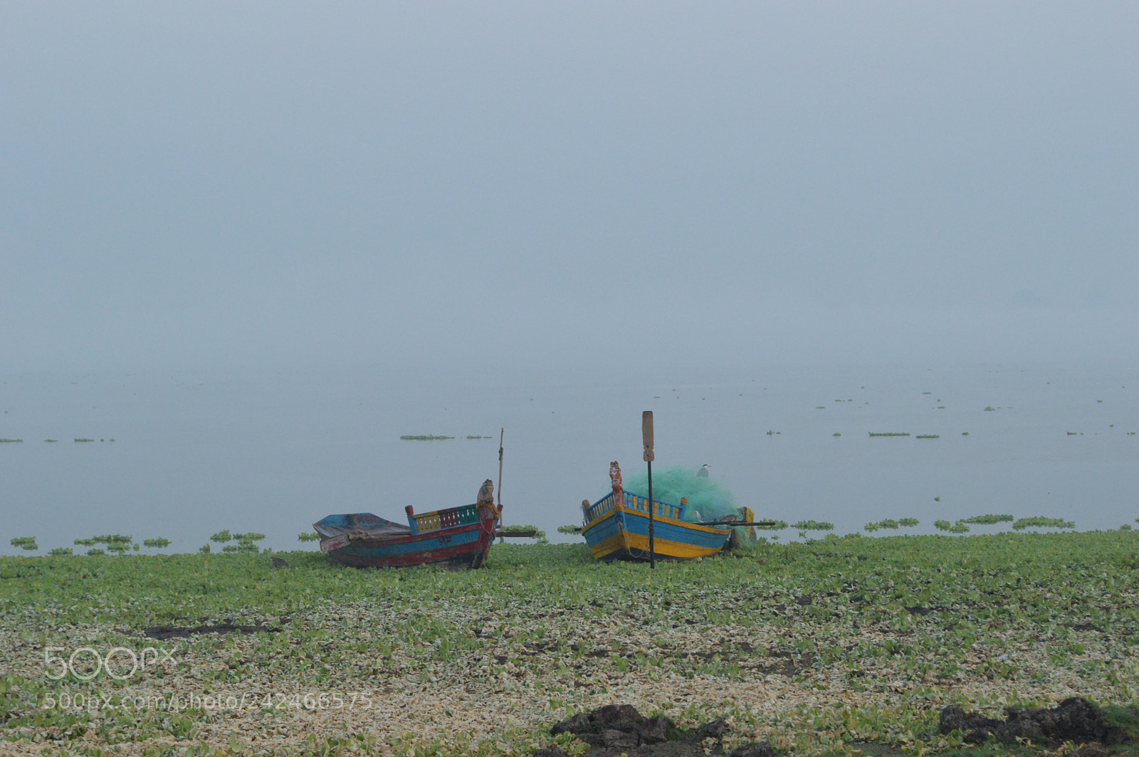 Nikon D3200 sample photo. Birds photography photography