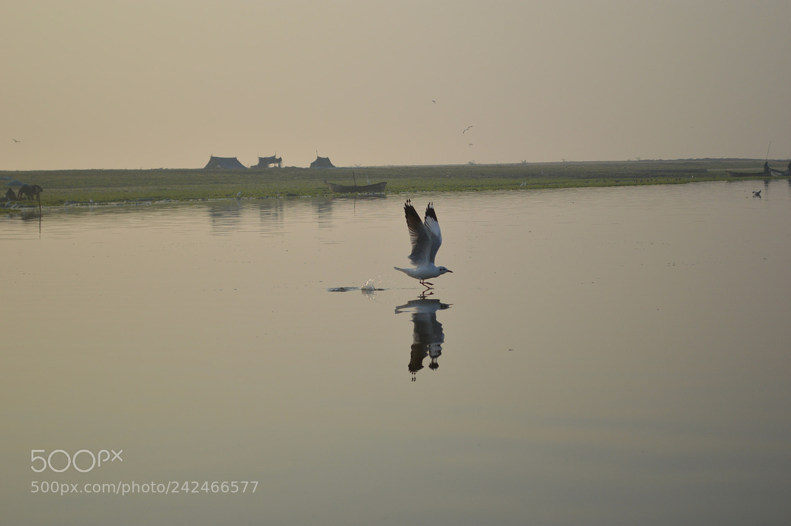 Nikon D3200 sample photo. Birds photography photography