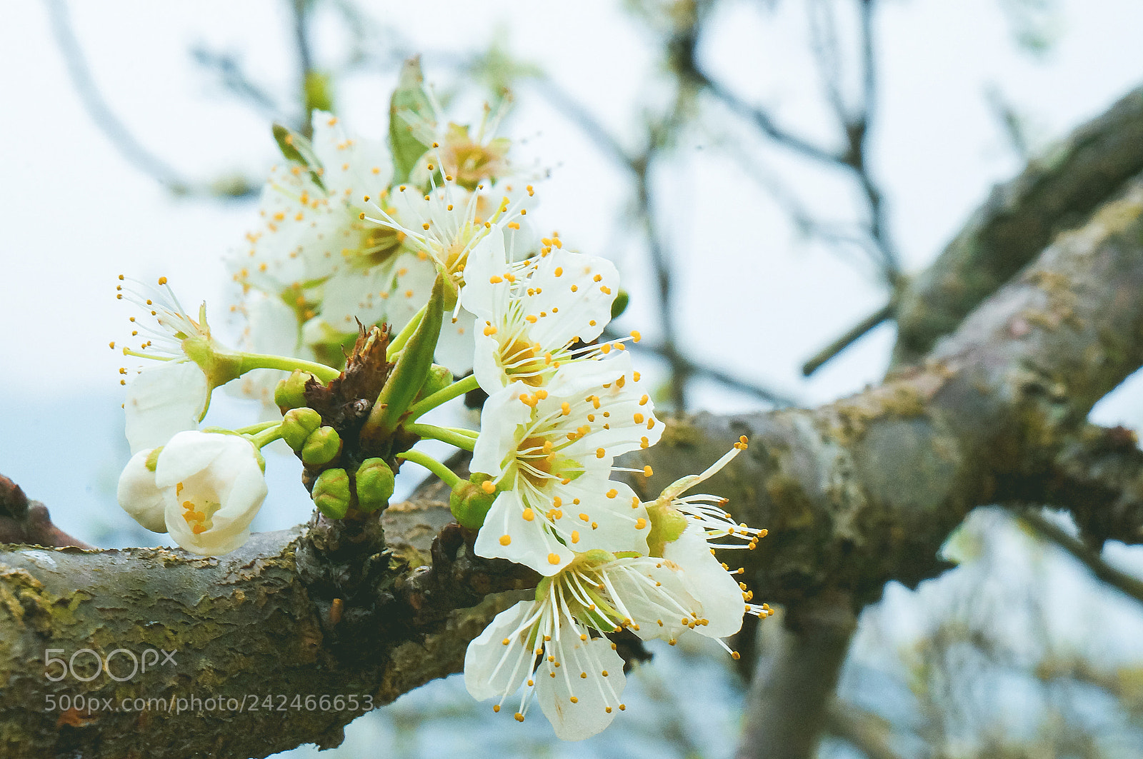 Sony Alpha NEX-5N sample photo. Dsc photography
