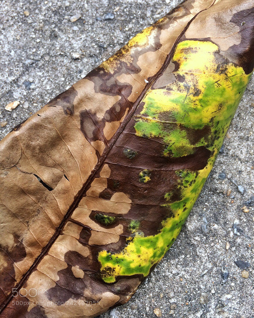Apple iPhone 5s sample photo. Untitled photography