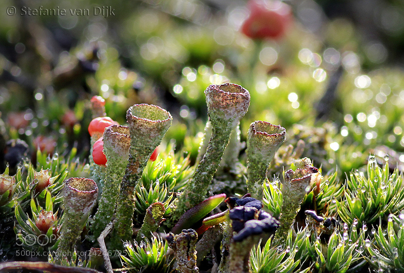 Canon EOS 60D sample photo. Trompetjes photography