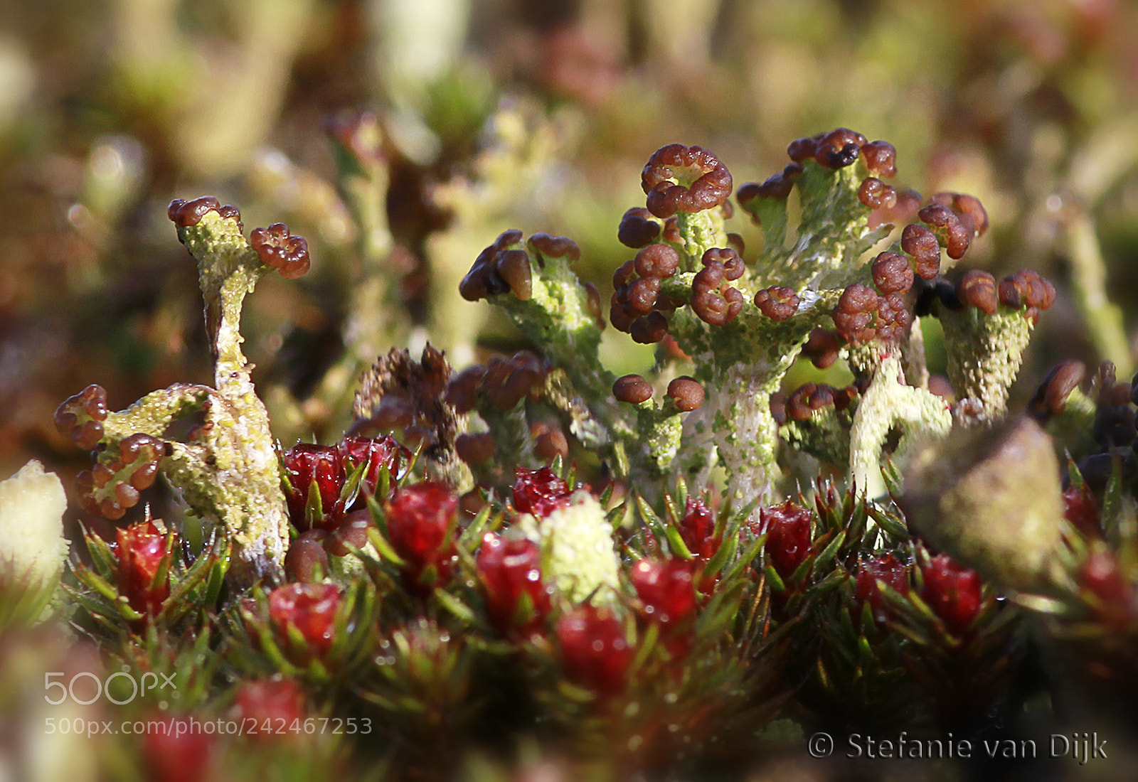Canon EOS 60D sample photo. Weird flower photography