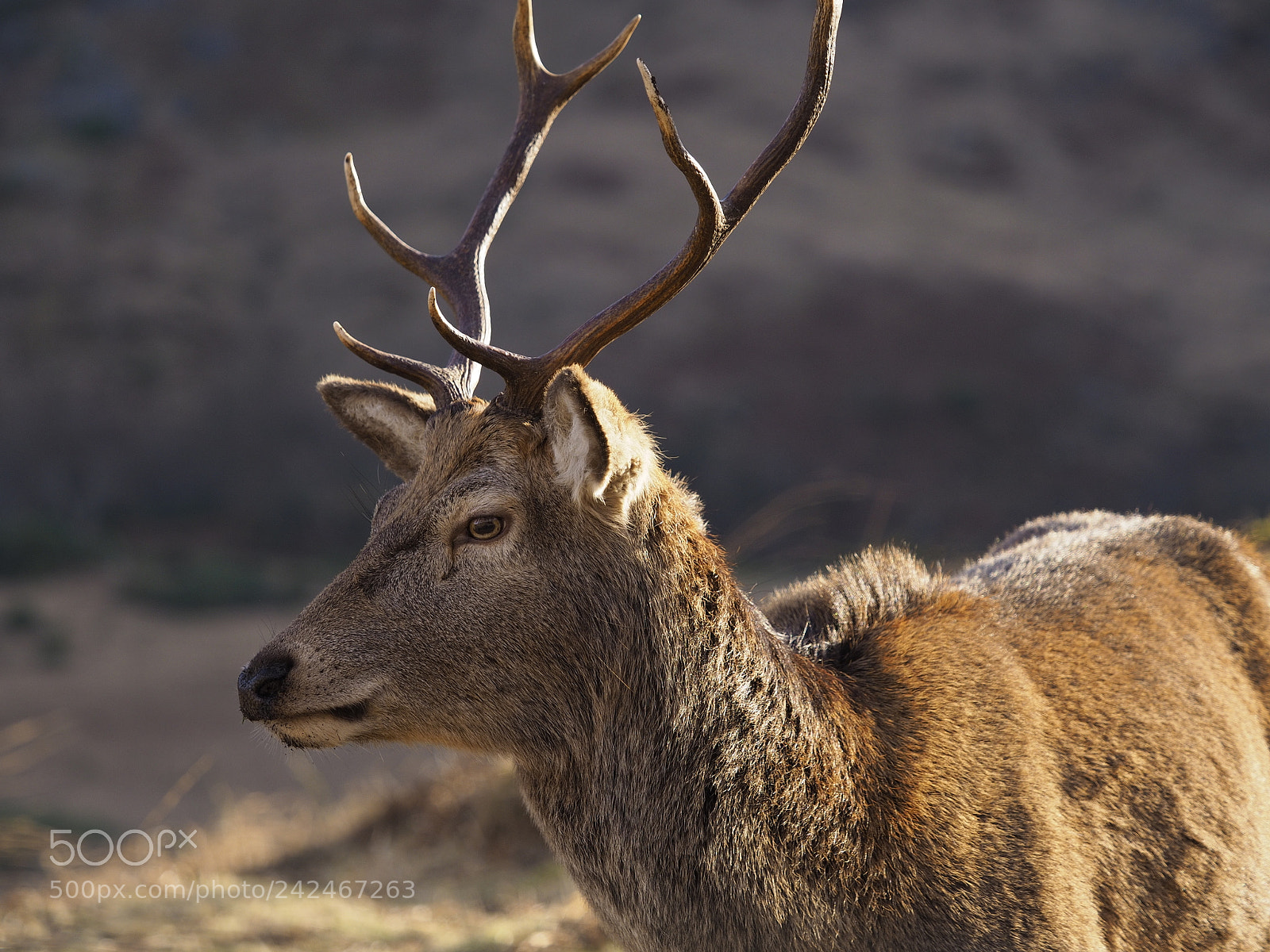 Olympus OM-D E-M10 II sample photo. Winter deer photography
