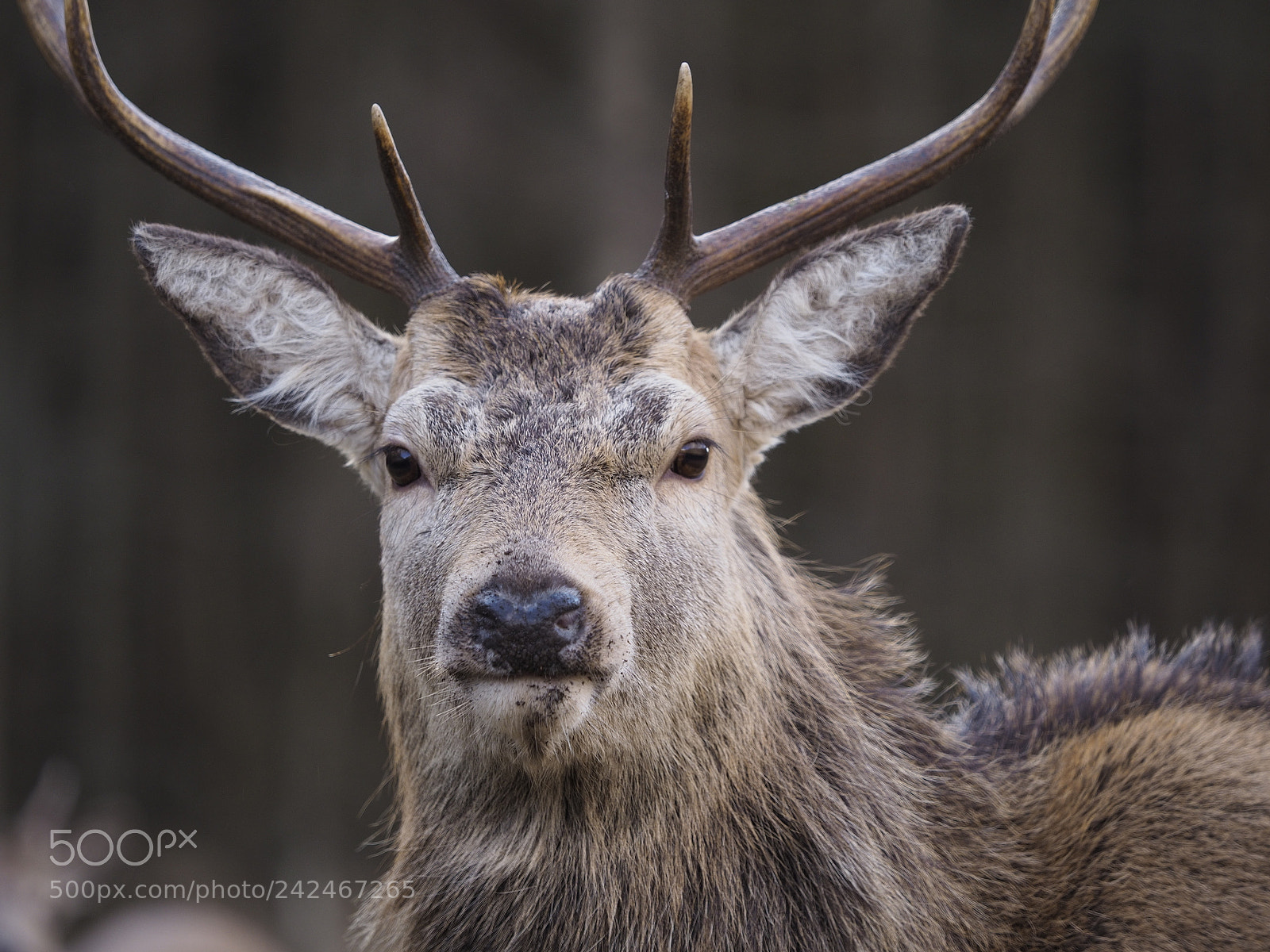 Olympus OM-D E-M10 II sample photo. Winter deer photography