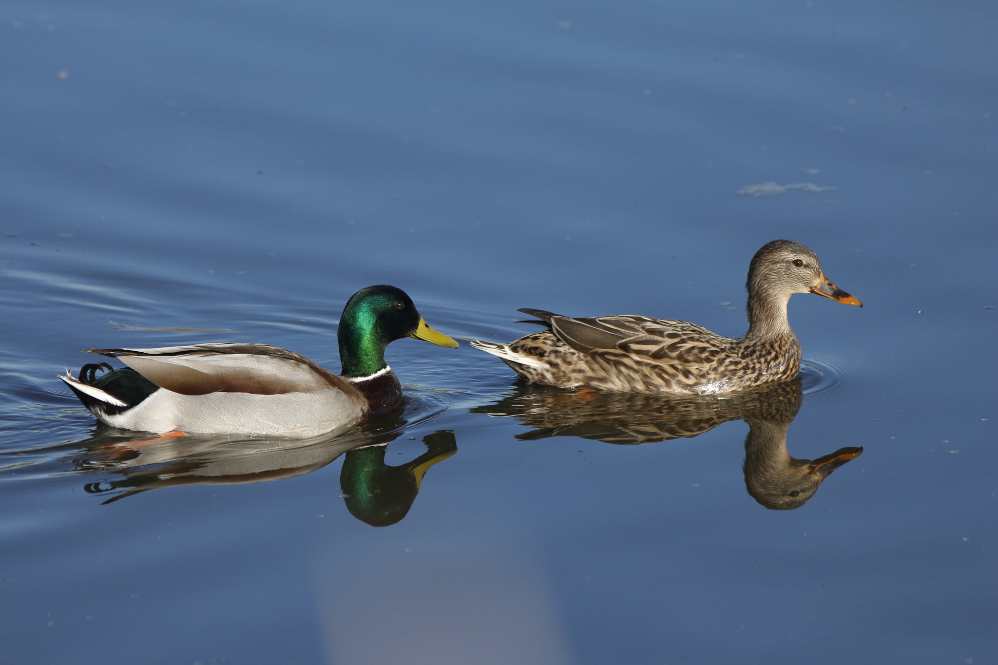 Canon EF-S 55-250mm F4-5.6 IS sample photo. Duck  couple photography