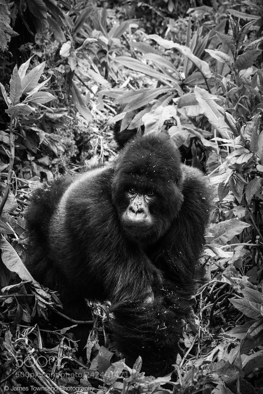 Panasonic Lumix DMC-GX7 sample photo. Susa silverback photography