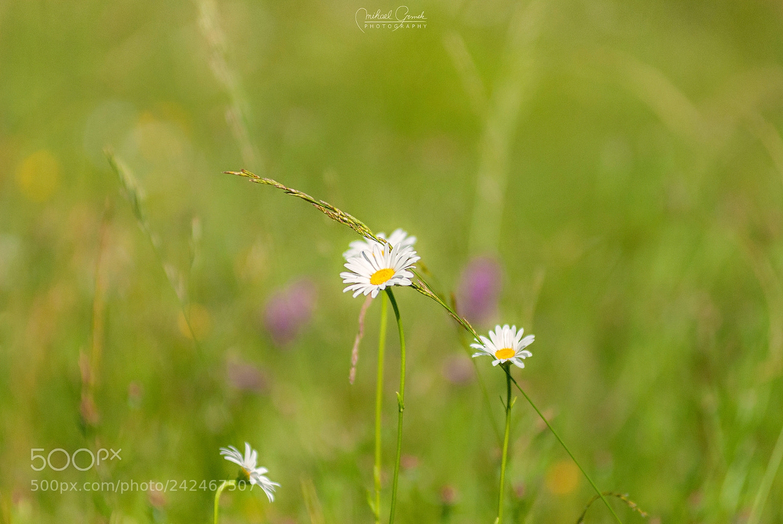 Nikon D200 sample photo. Summer meadow photography