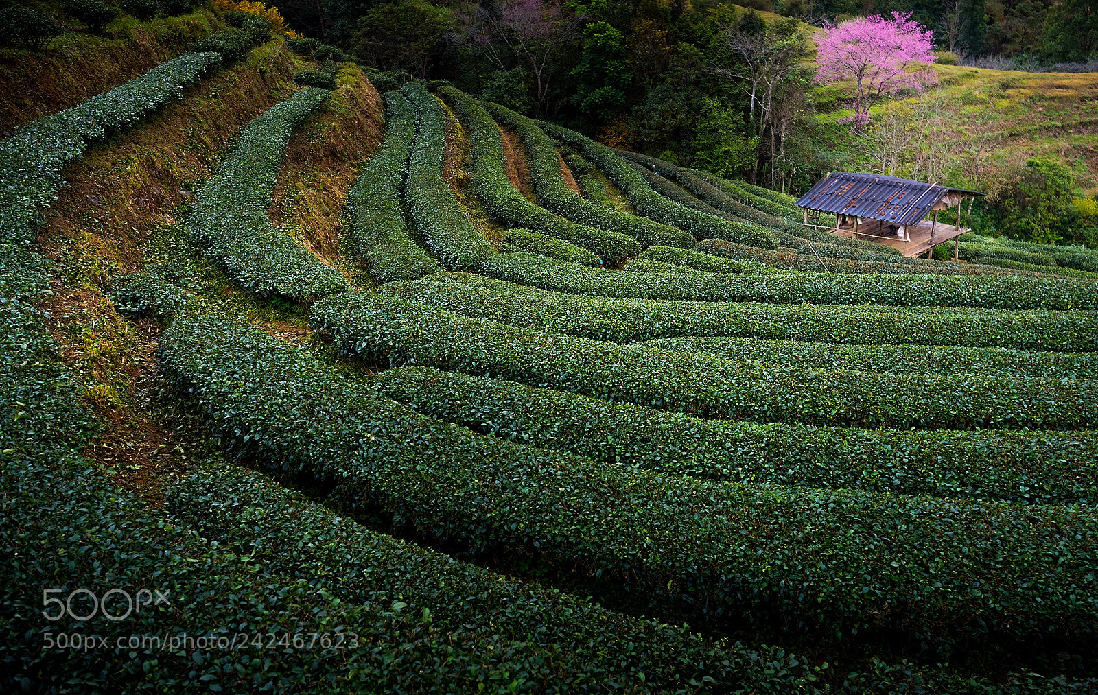 Nikon D810 sample photo. 2000 tea plant photography