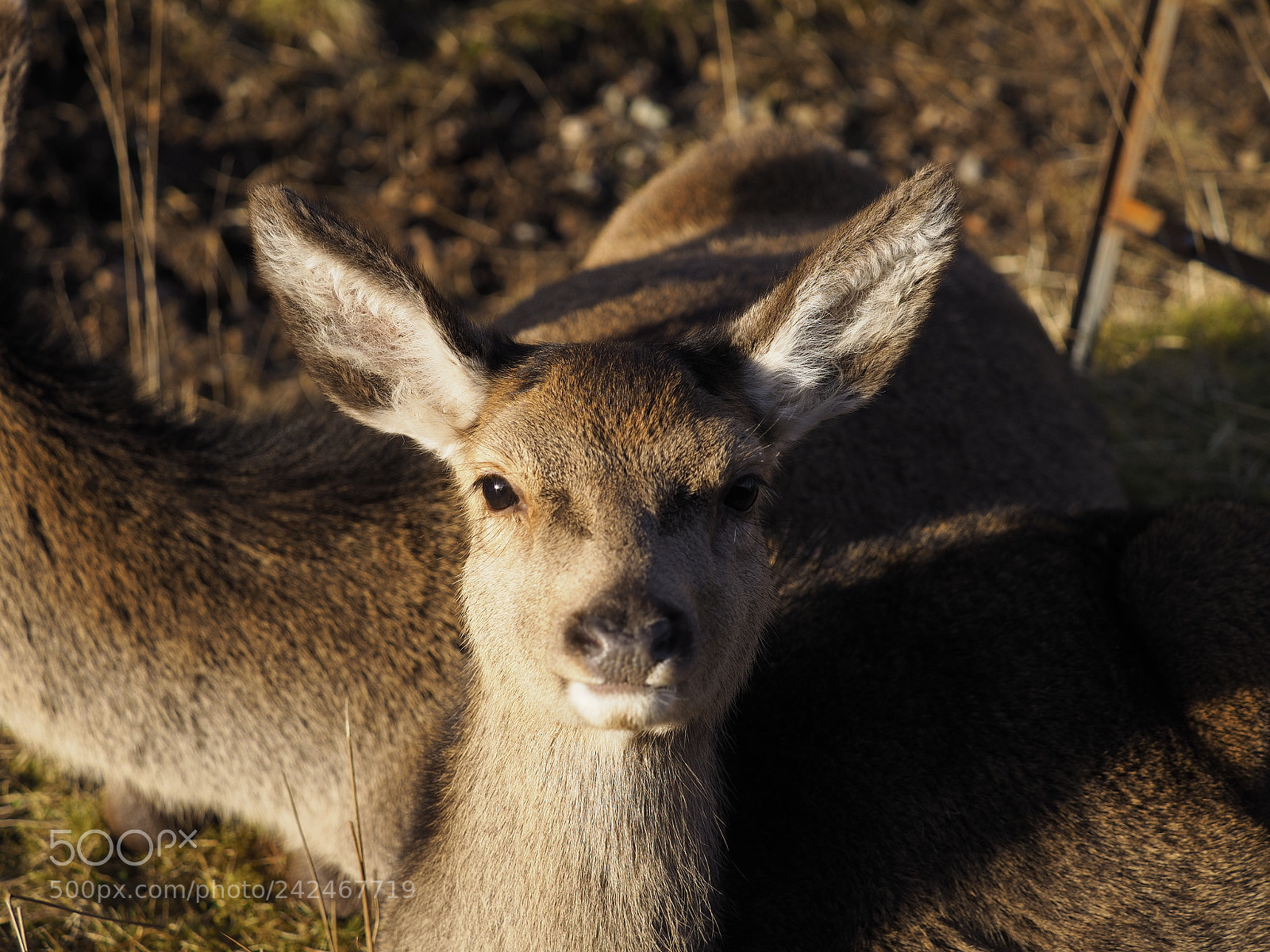 Olympus OM-D E-M10 II sample photo. Winter deer photography