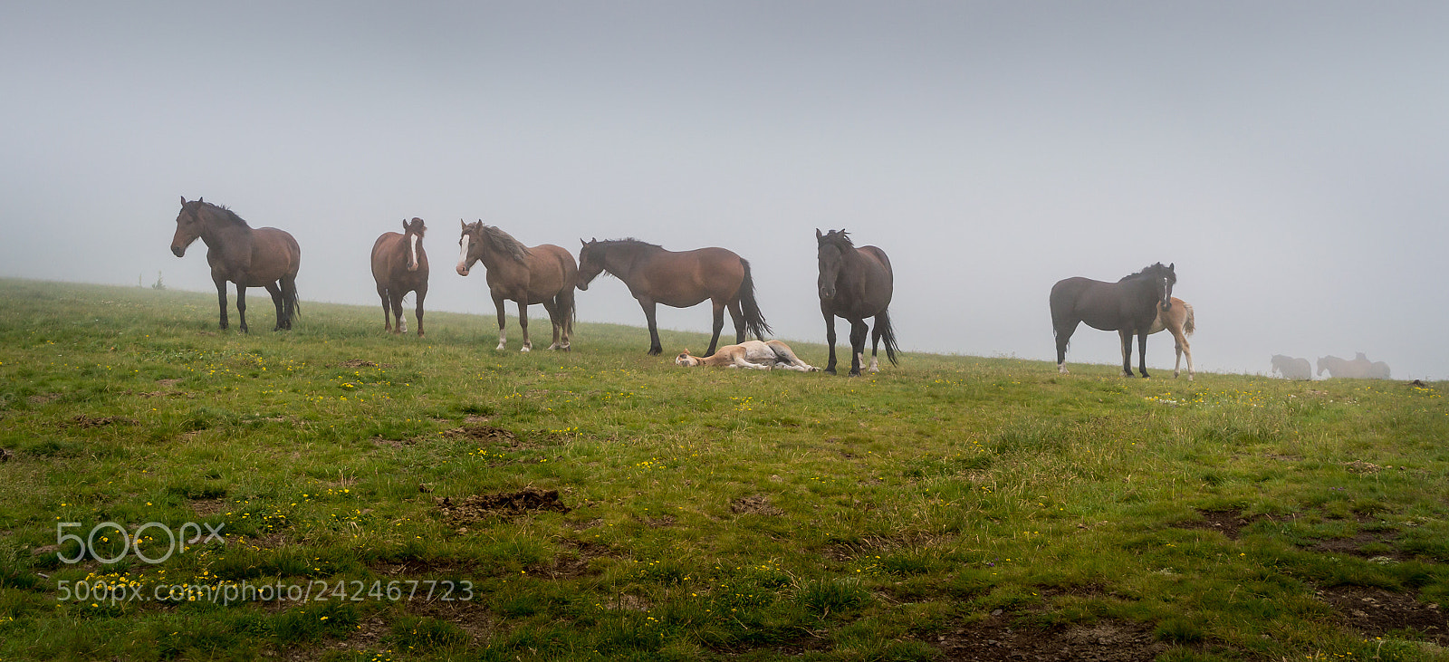 Nikon D3200 sample photo. Wild horses photography