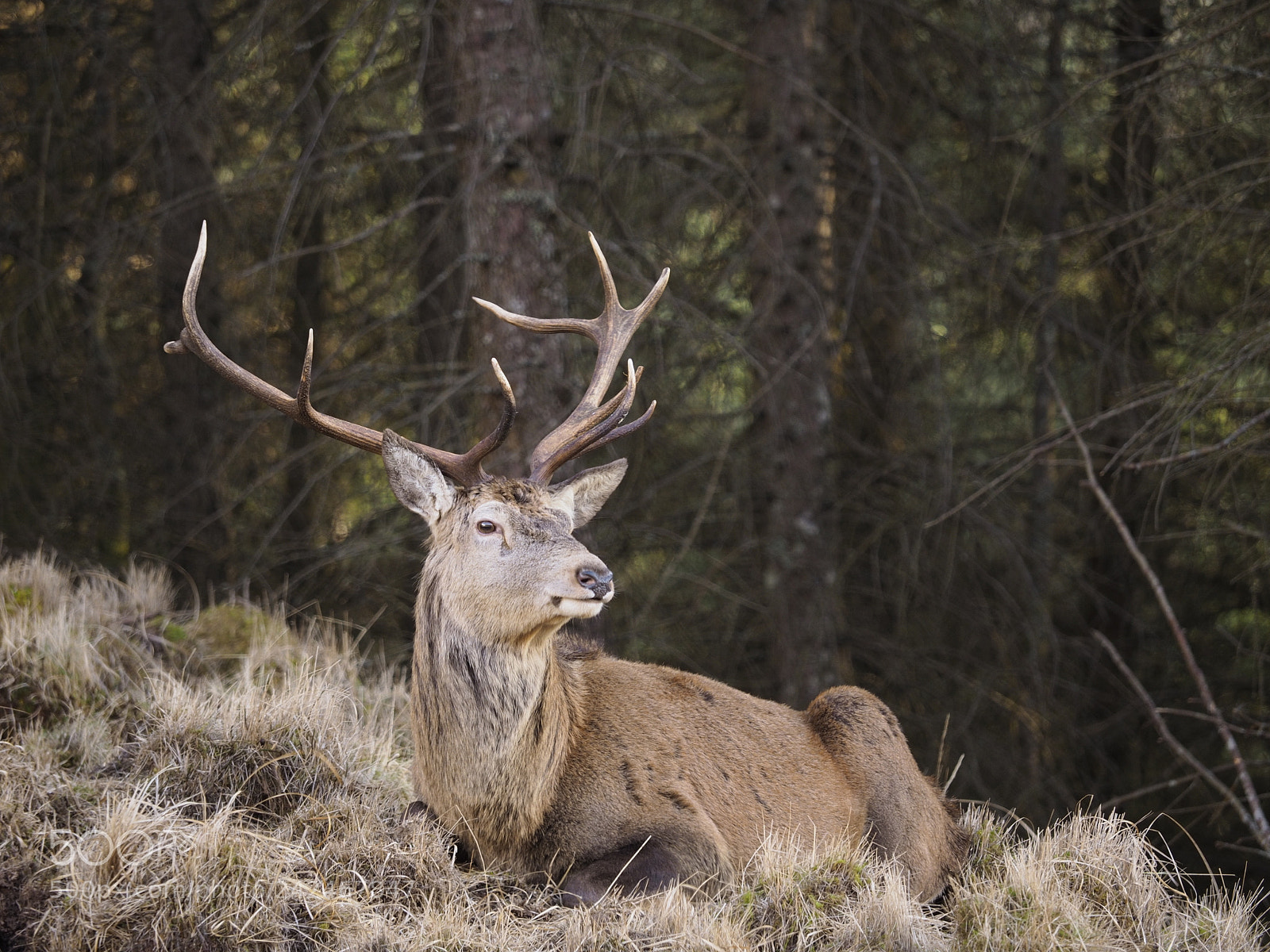 Olympus OM-D E-M10 II sample photo. Winter deer photography