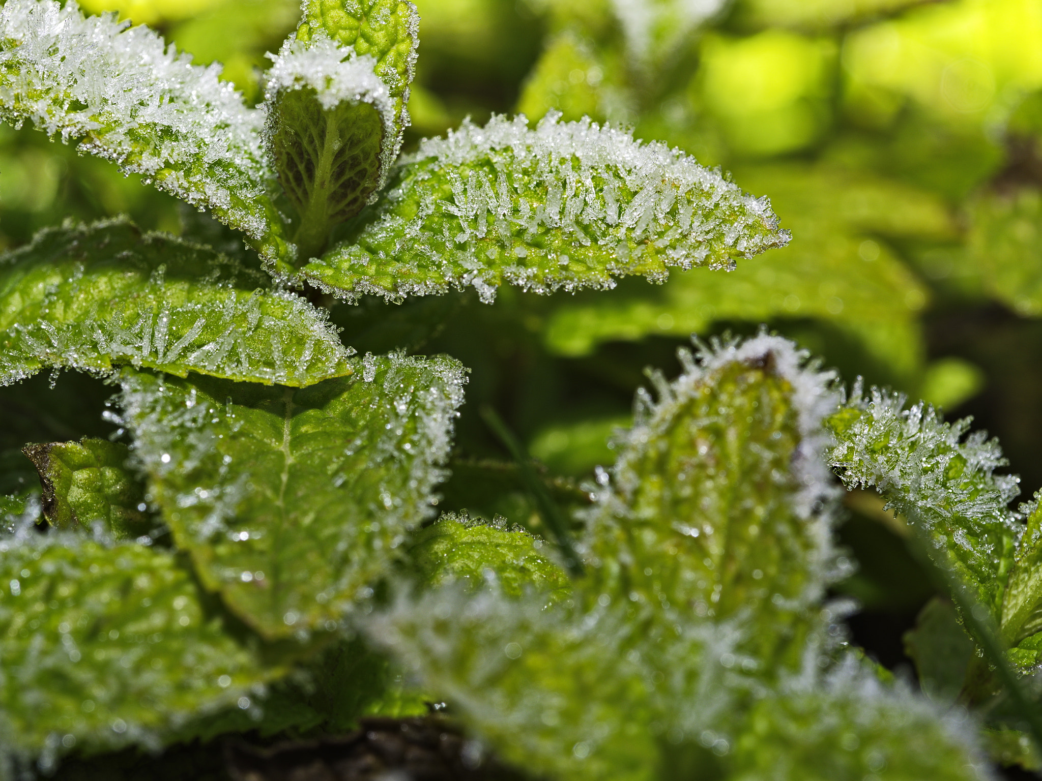 Panasonic Lumix DMC-GX8 sample photo. Frosted mint photography