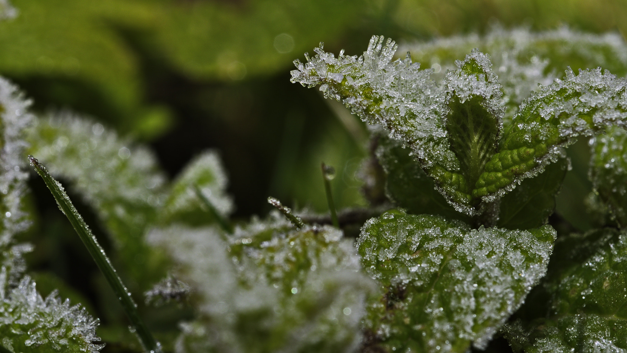 Panasonic Lumix DMC-GX8 sample photo. Frosted mint photography