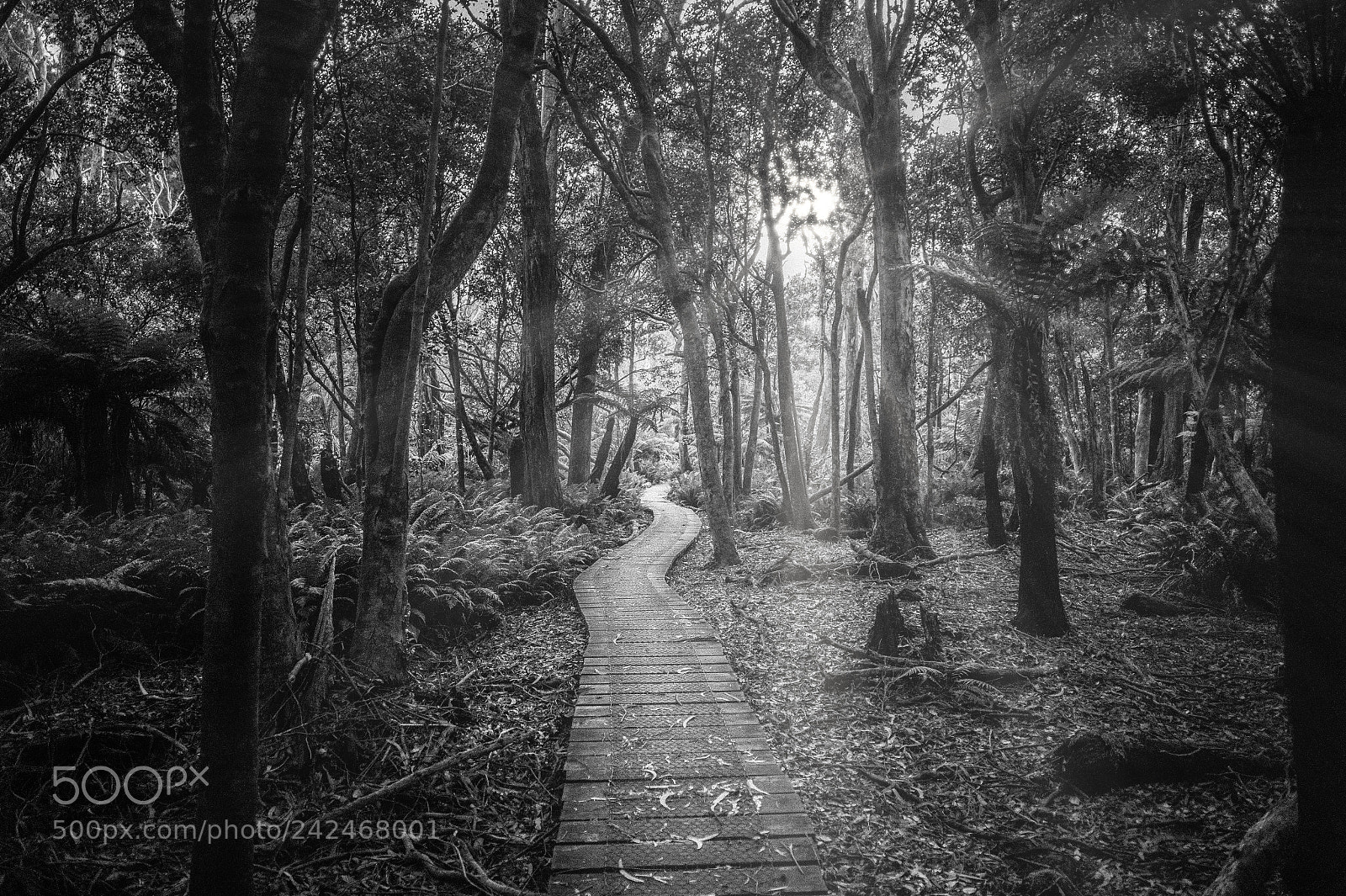 Leica M9 sample photo. Boardwalk photography