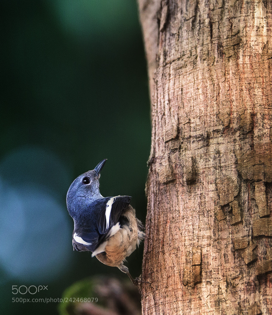 Canon EOS-1D X sample photo. The forest of song ...... photography