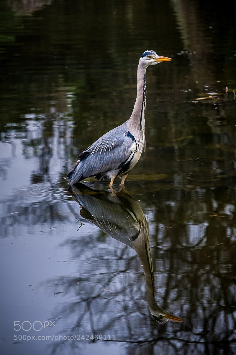 Fujifilm X-Pro2 sample photo. Heron photography