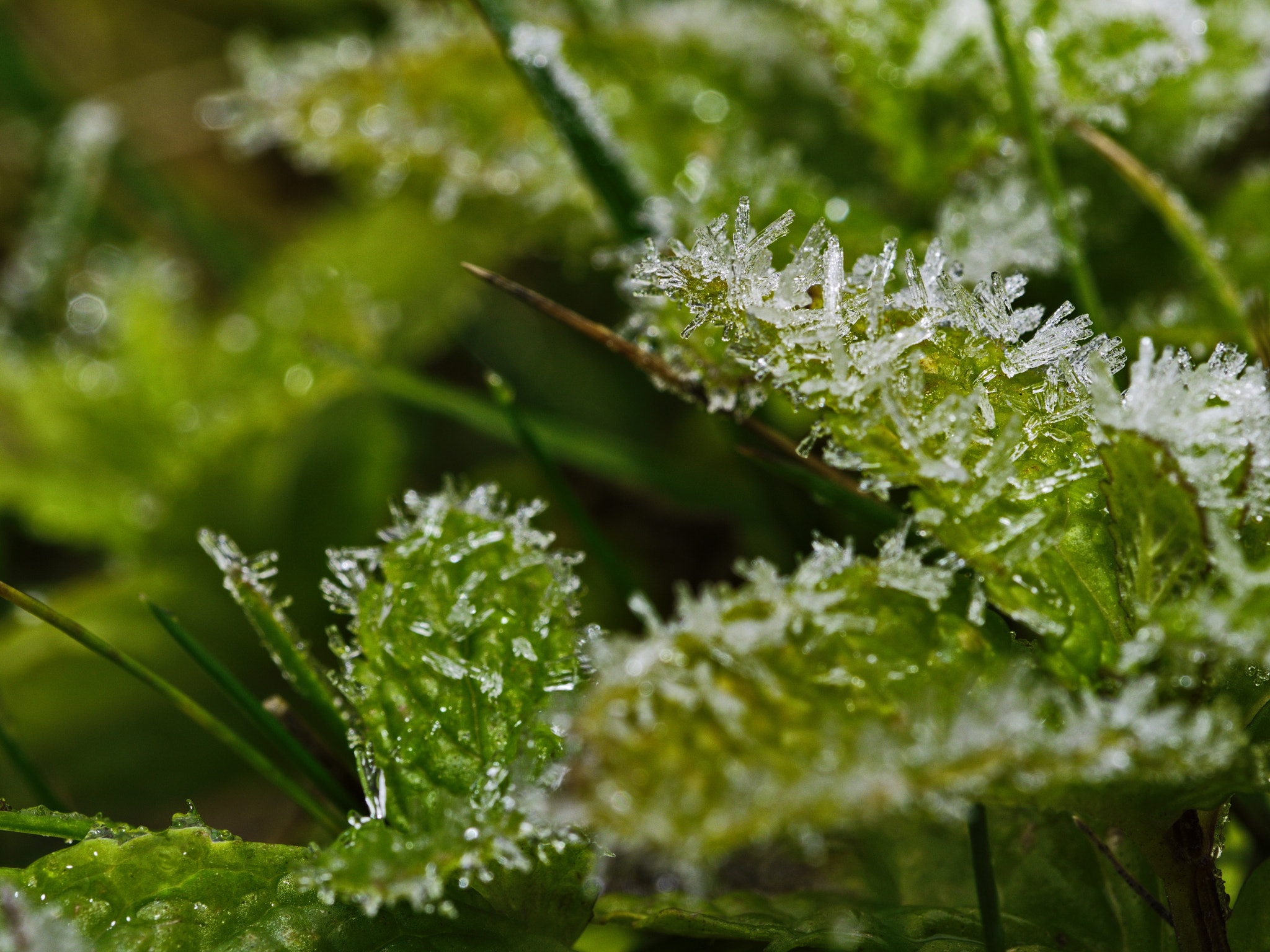 Panasonic Lumix DMC-GX8 sample photo. Frosted mint photography