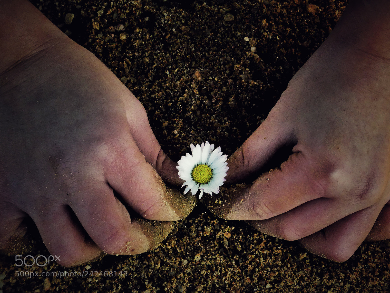 Panasonic Lumix DMC-FZ300 sample photo. Flower in the sand. photography