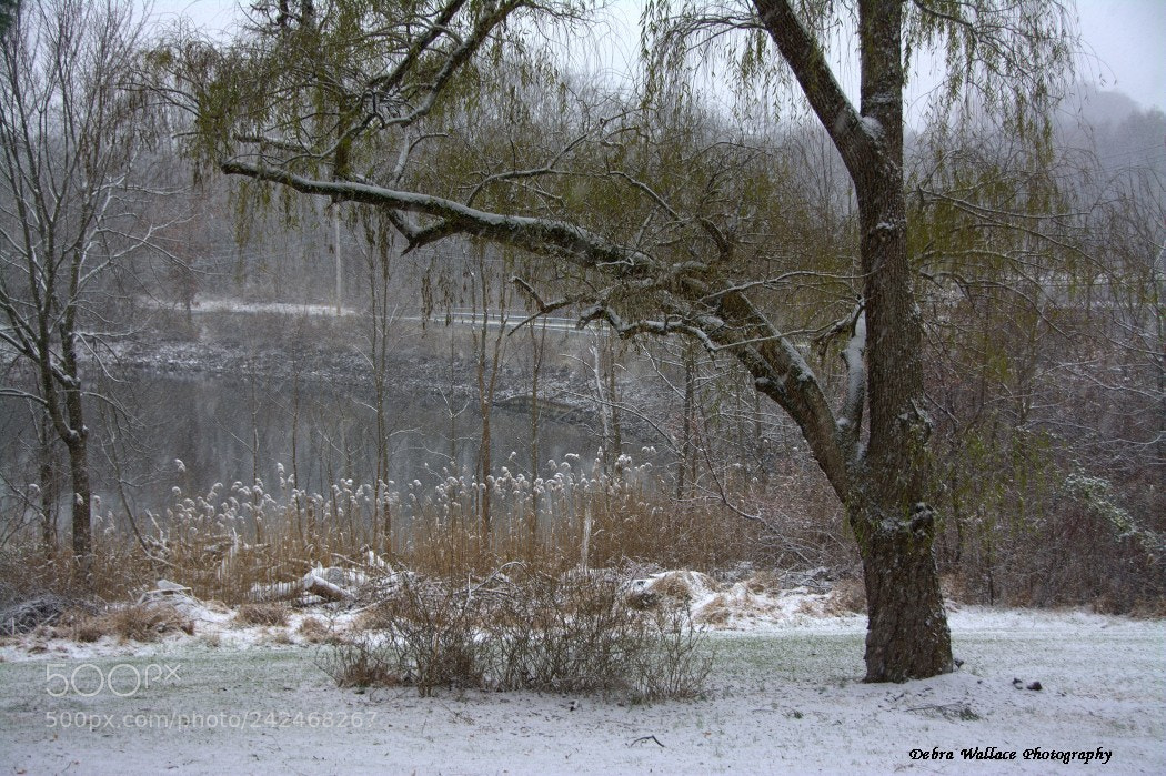 Nikon D7100 sample photo. Willow tree in the photography