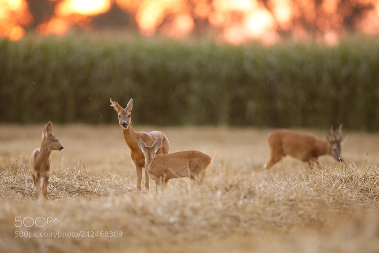 Canon EOS-1D Mark III sample photo. Roe deer photography