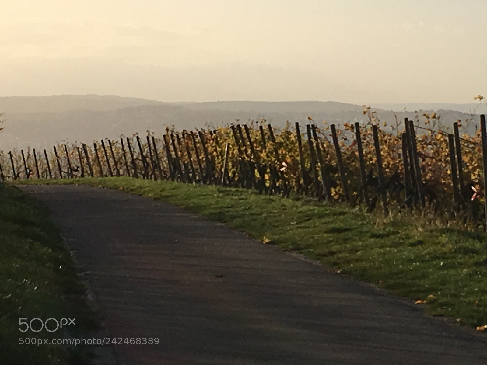 Apple iPhone 6s Plus sample photo. Vineyard photography