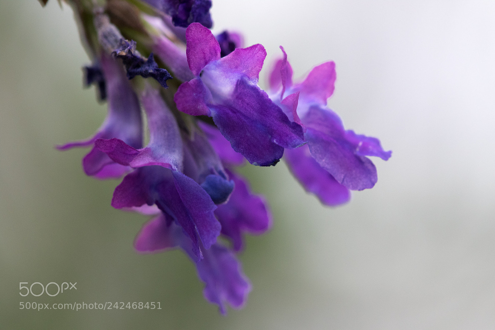 Canon EOS 7D Mark II sample photo. Macro photography