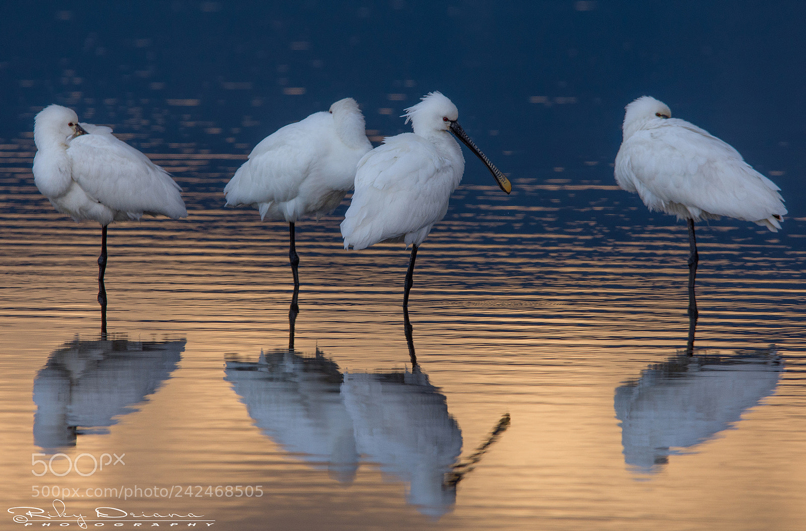 Nikon D7200 sample photo. Platalea on gold photography