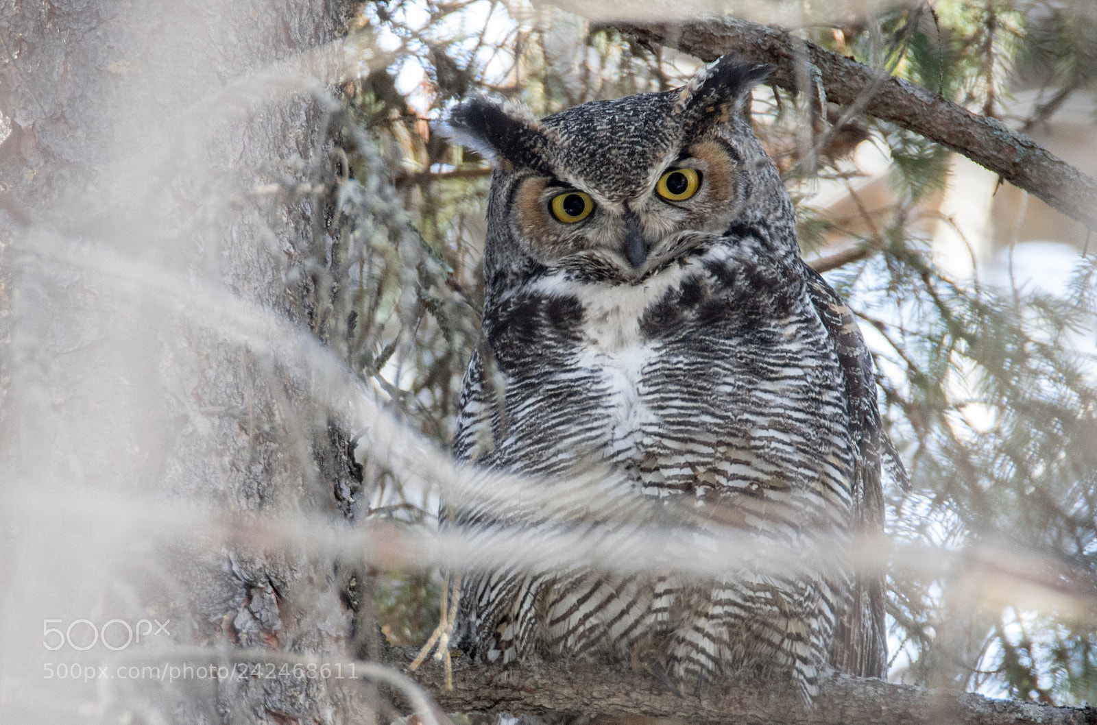 Canon EOS 7D Mark II sample photo. Great horned owl in photography