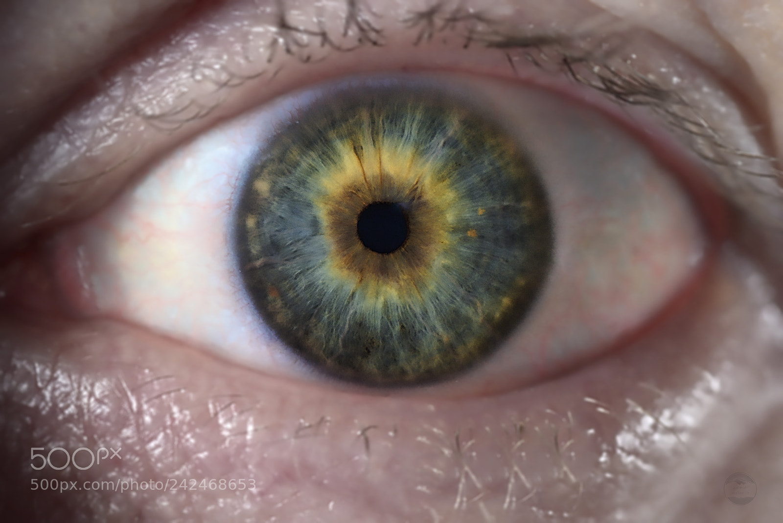 Sony ILCA-77M2 sample photo. Eye 3121 photography