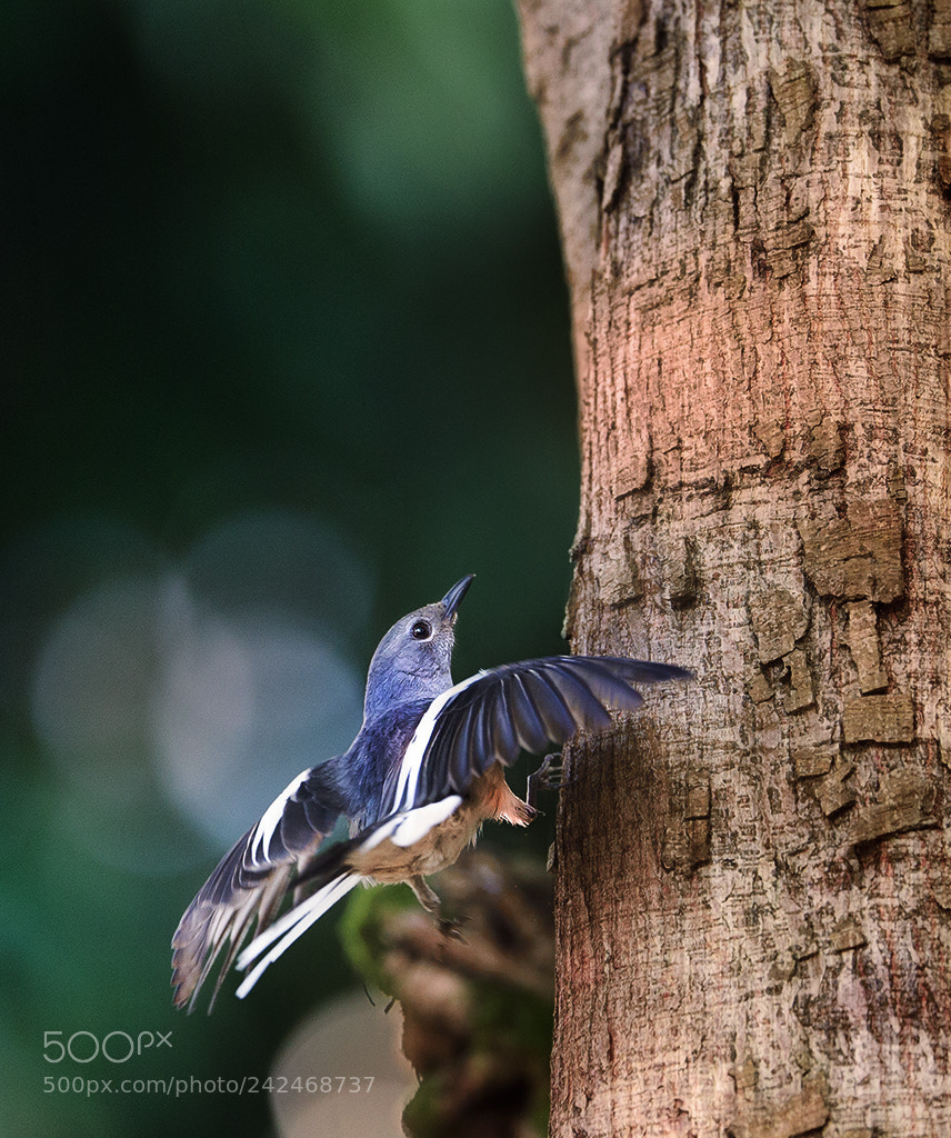 Canon EOS-1D X sample photo. The forest of song ...... photography