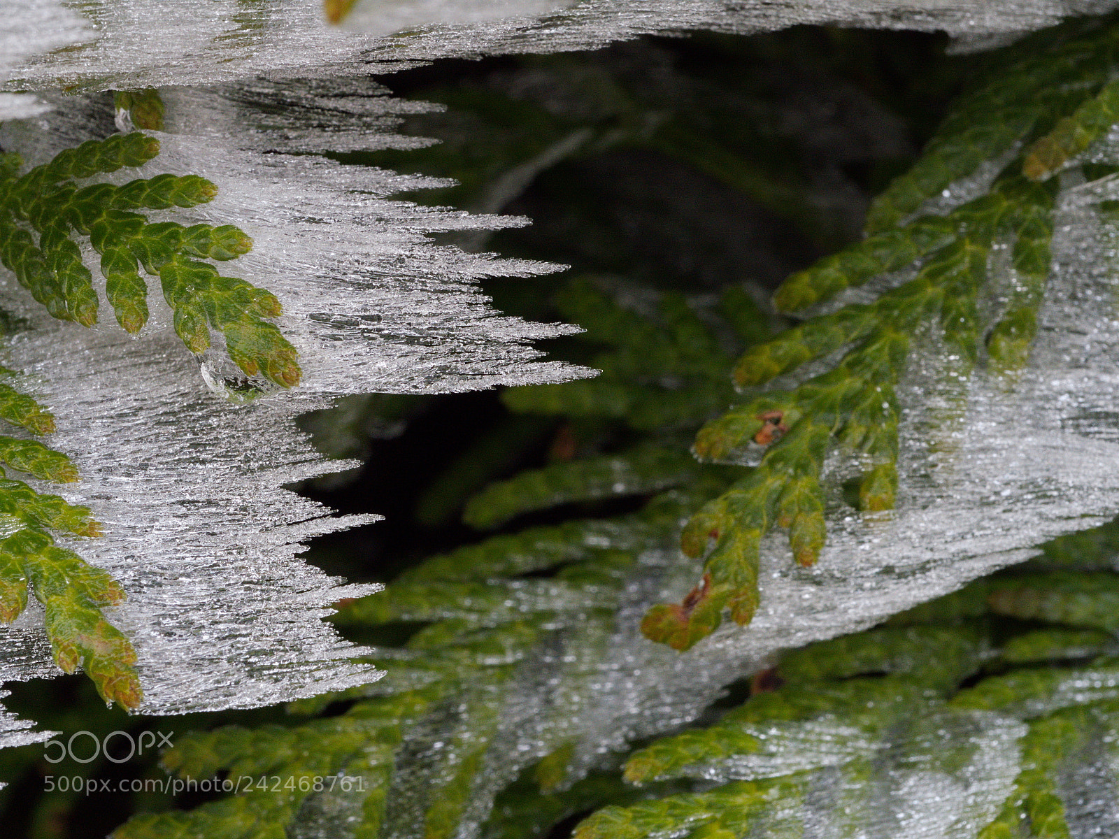Panasonic Lumix DMC-GX8 sample photo. Winter time photography