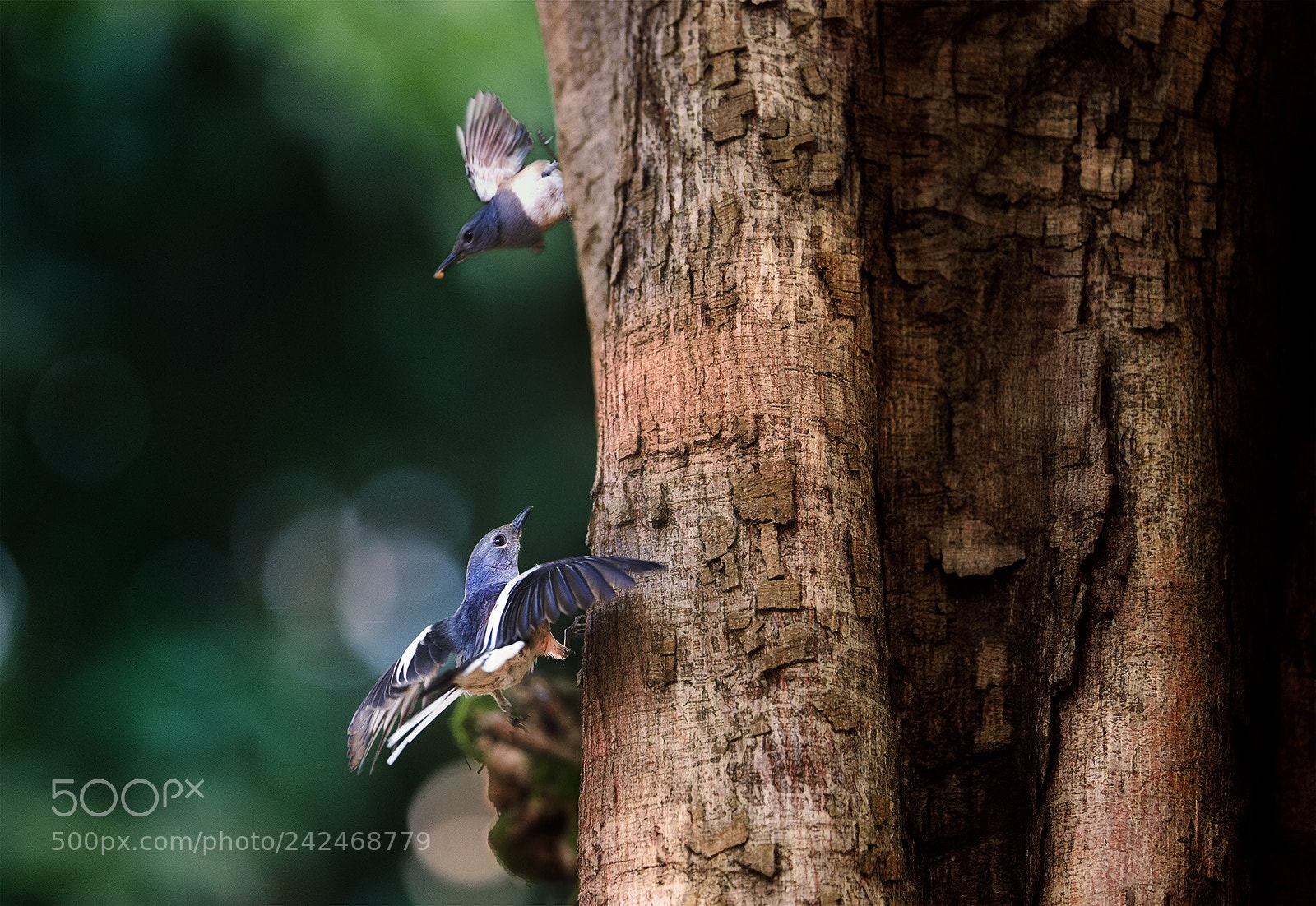 Canon EOS-1D X sample photo. The forest of song ...... photography