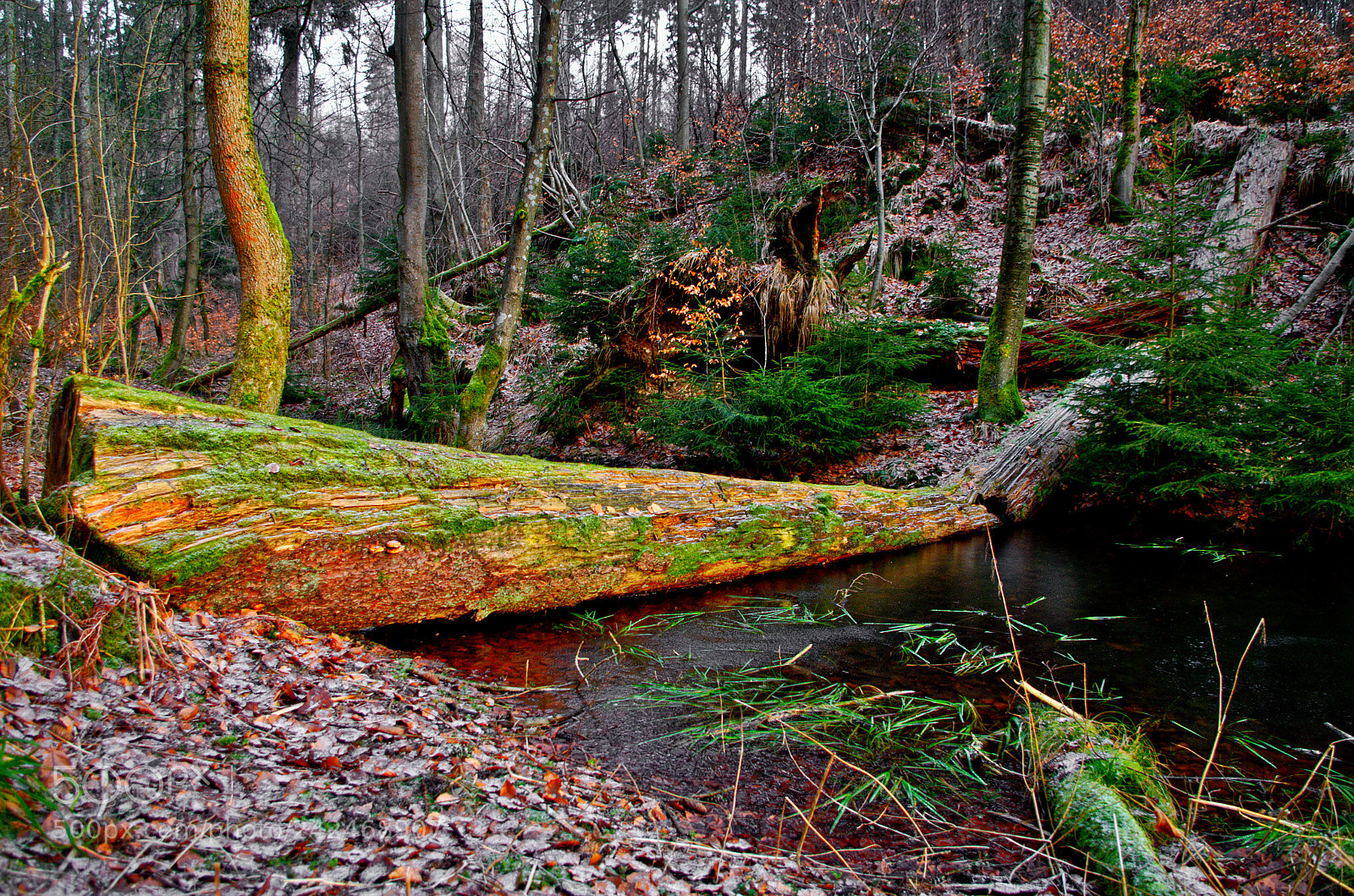 Pentax K-30 sample photo. Folded tree photography