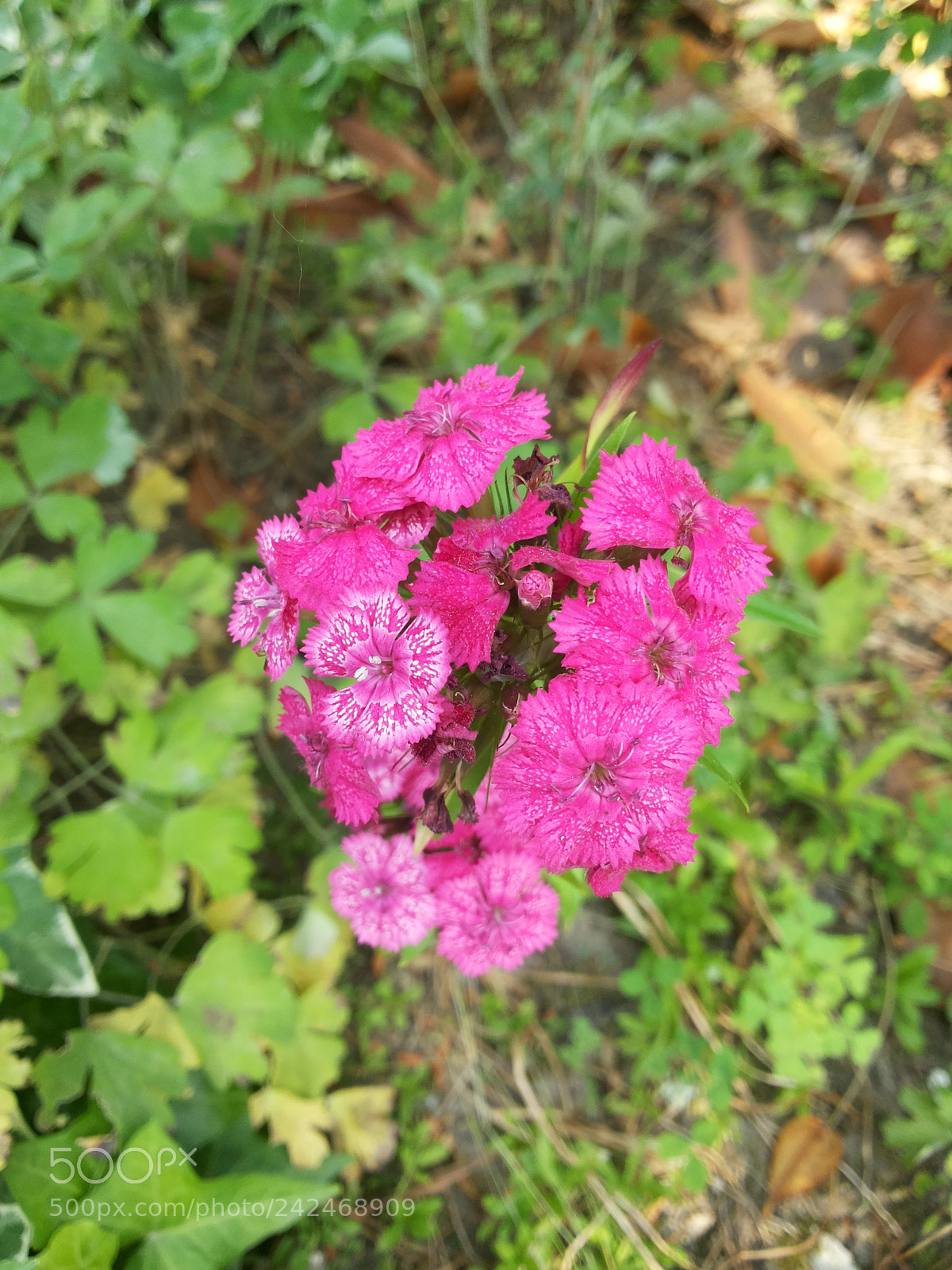 Samsung Galaxy Grand Duos sample photo. Un fiore dal niente photography