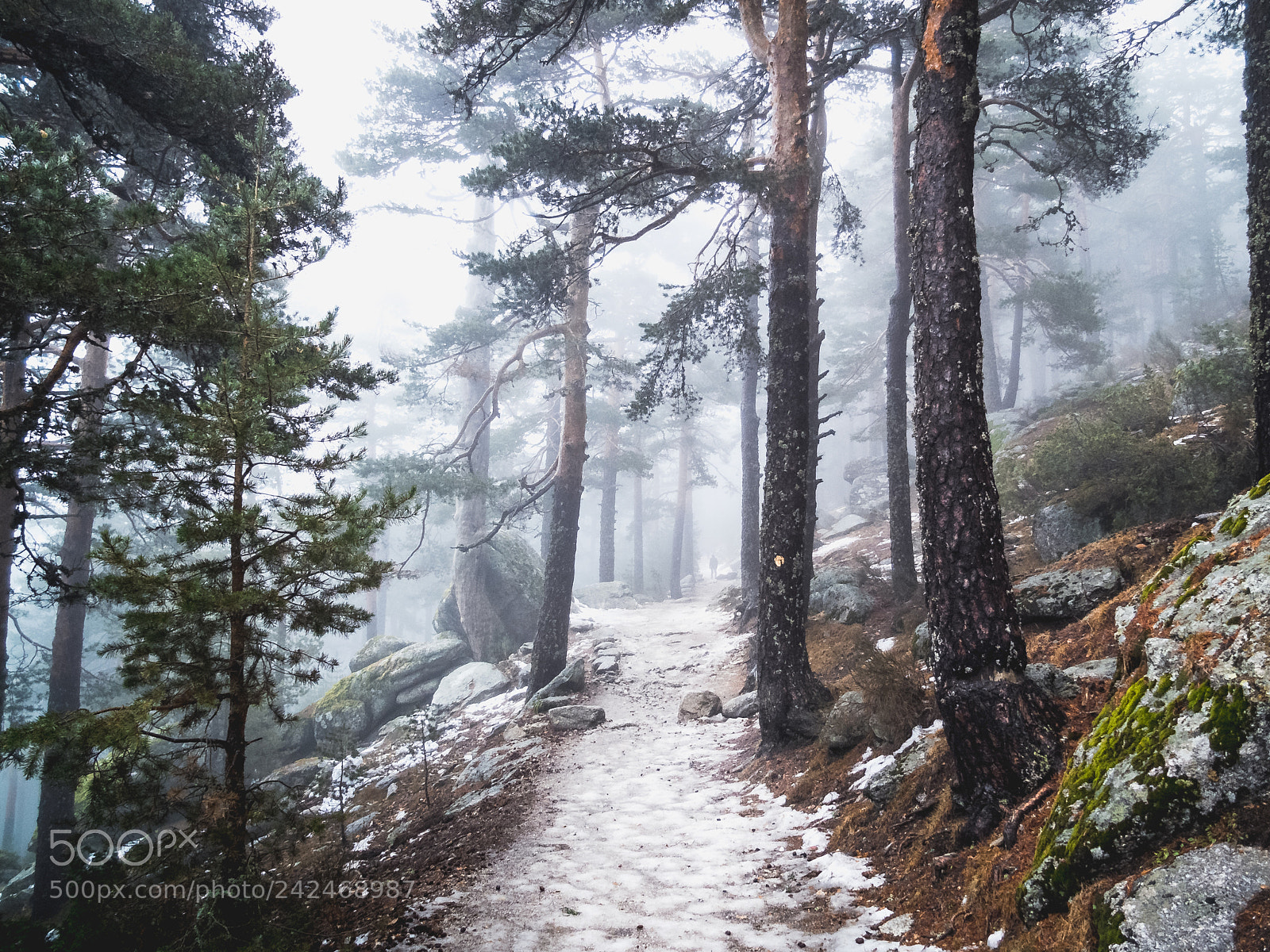 Fujifilm X10 sample photo. A foggy day in photography