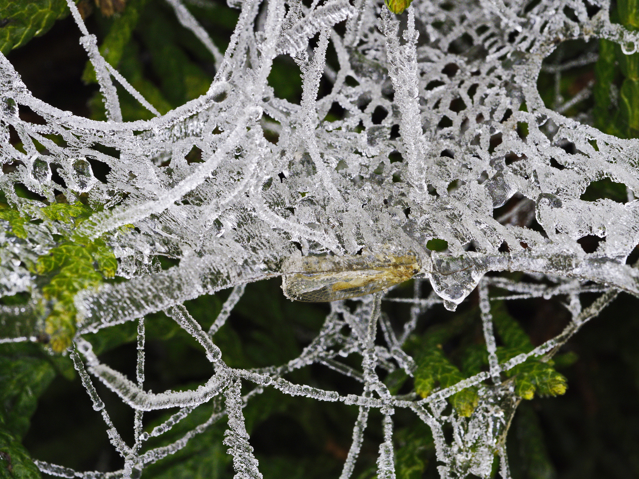 Panasonic Lumix DMC-GX8 sample photo. Frozen spider web photography